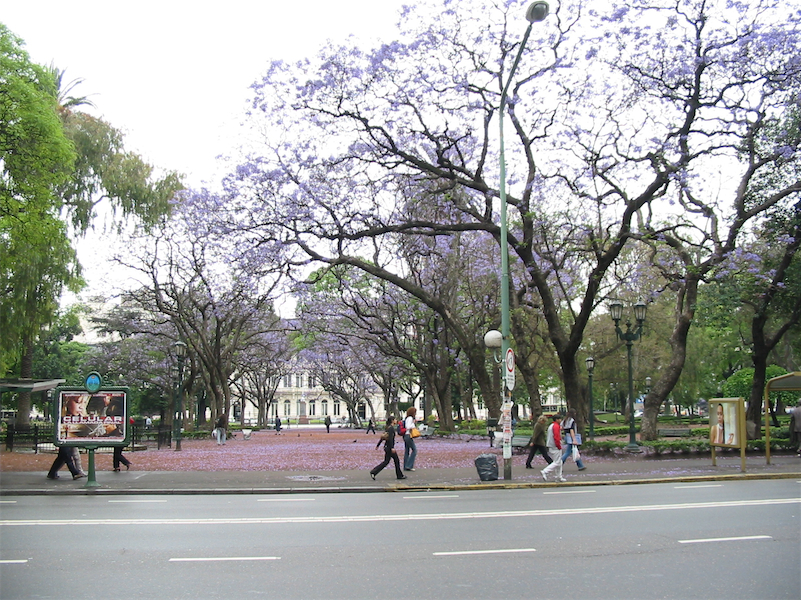 Jacaranda 